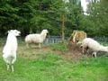 Uber the llama chasing the new alpacas