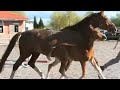 Quaterback-filly Quaterback-filly