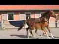 Quaterback-filly