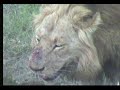 Lions on a kill