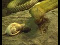 King Cobra King Cobra