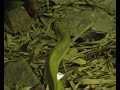 King Cobra