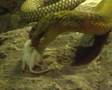 King-Cobra