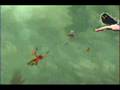 videos de Storm Hawks: Sky's End Part 2