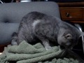 Cat humping a blanket