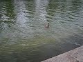 ducky