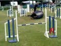 Dog Agility - DDV, Belgium - Lee Gibson