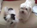 videos de ava checks out pearls nose
