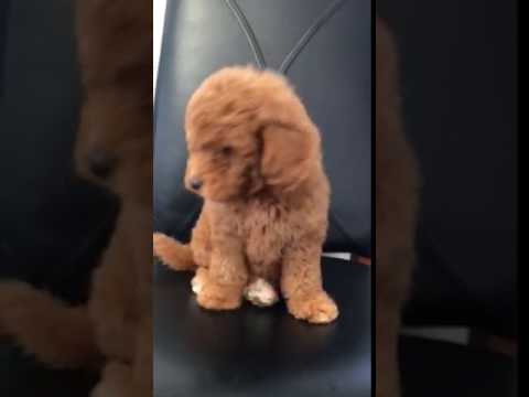 Mini Goldendoodle on chair afraid of heights!