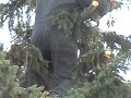 tree falling
