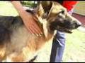 Dogged by pain -- stem cell therapy for dogs