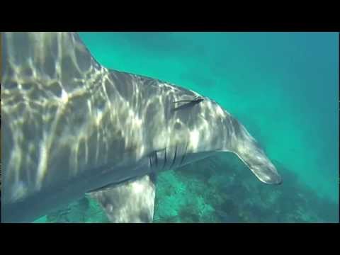 Florida - We are currently filming for our new Florida Freedive & Adventure Series across the state and last week we made our first stop in the Florida Keys. On our se...