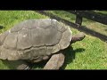 Tortoises Tortoises