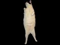Kitty-Cat-Dance