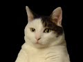 Kitty Cat Dance