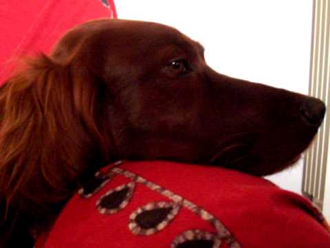 my Irish setters are relaxed only ...