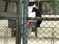 Animal Abuse at Zoos in China (9)