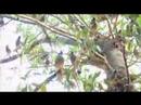 http://www.voeveo.com/member/aloha%20charm/works   

..for mobile wallpapers...attune to feng shui energies for love, happiness,good health,wealth,good luck!
...see java finch wild birds hanging out
in paradise ...
http://fengshuiart.com/feng_shui_screensaver.htm