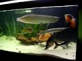 Bioaqua- Peixes Ornamentais e Projetos AquaristicosContato: (11) 2713-9702 ou (11)9342-9598 
