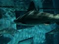 Shark in Acquarium of London - Squali nell\