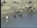 Red Billed Buffalo Weavers & Ring Necked Doves