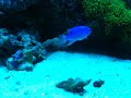 My 75 Gallon Reef Tank with DIY Sump and Refugium