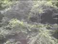 ナナホシテントウ動画6