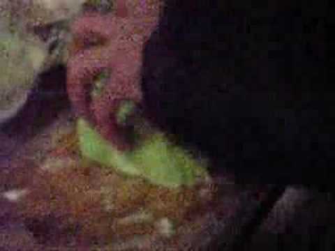 ?????????cabbage juice