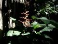 Heliconia, flor de Costa Rica/transcripción audio