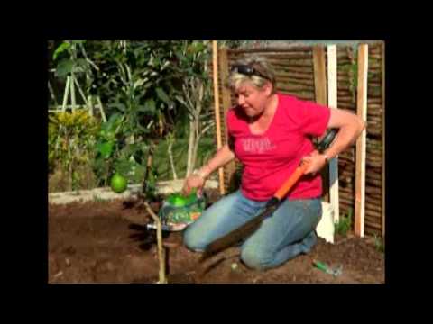how to plant a lemon tree