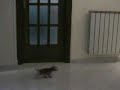 ciro show part 1