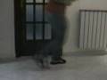 ciro show part 1
