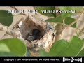 Hummingbird Video: 
