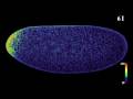bicoid bcd mRNA gradient formation