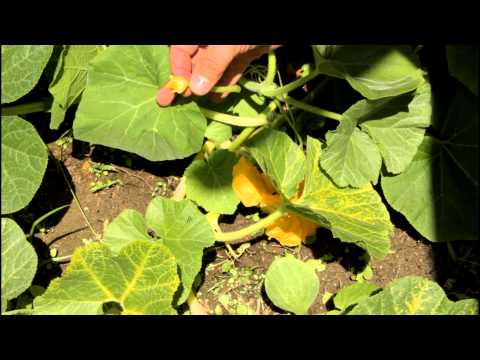 how to fertilize pumpkins