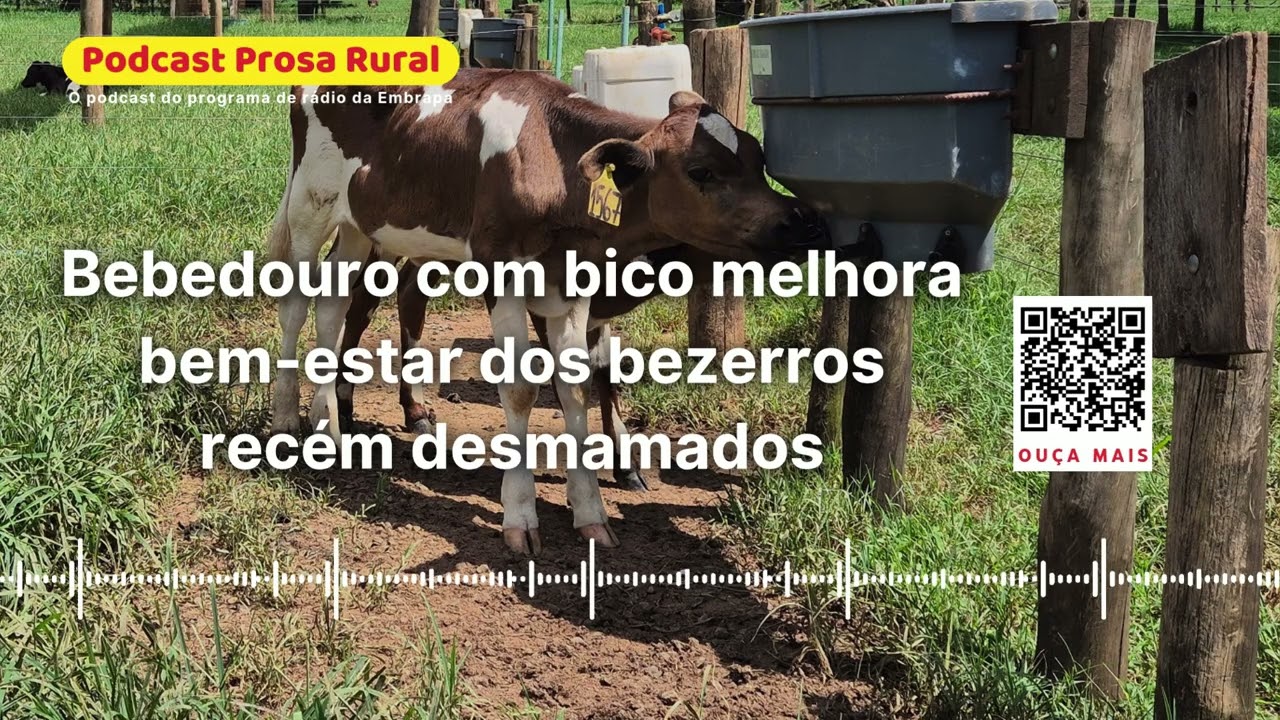Bebedouro com bico melhora bem estar dos bezerros recém desmamados