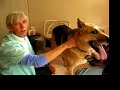 Animal Acupuncture Treats Pain in Three Legged Cancer Dog Animal Acupuncture Treats Pain in Three Legged Cancer Dog