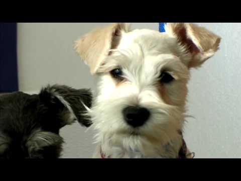 Dog Grooming : What Does a Puppy Cut Look Like?