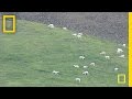 View Video