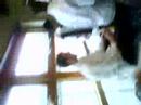 videos de Canteen In Mellowlane Year 11nz 2003-2008