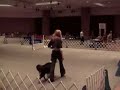 2006 AKC National Obedience Invitational  - Zoom