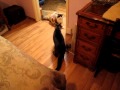 Two cats yelling at each other, Animal Advocates, Mary Cummins