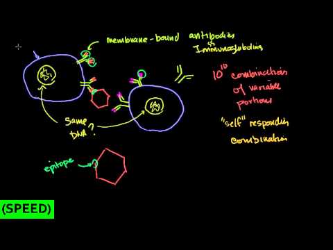 how to measure lymphocytes