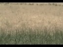PNVQLEI