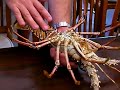 Giant Crazy Lobsters in St Barths Giant Crazy Lobsters in St Barths