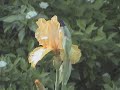 Niagara Botanical Gardens