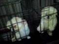 videos de taiwan shi tzu & YorkShire.MP4
