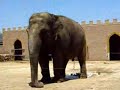Elefant auf Mallorca beim pinkeln