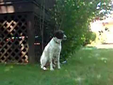 German Shorthaired Pointer puppies ...