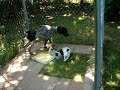 German Shorthaired Pointer puppies at play at 5 weeks German Shorthaired Pointer puppies at play at 5 weeks